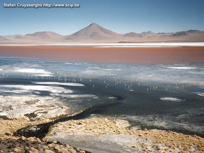 Uyuni - Laguna Colorada Laguna Colorada, een bloedrood gekleurd meer omringd door vulkanen. De algen in het water zorgen ervoor dat het water deze mysterieuze kleur krijgt. Hoewel het er vreselijk koud is - de temperaturen 's kunnen nachts dalen tot -40° C - tref je er hele kolonies flamingo's aan. Stefan Cruysberghs